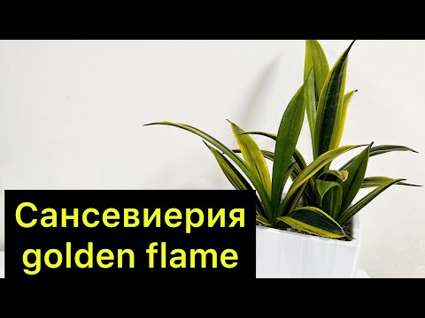 Видео: Пересадка Сансевиерии golden flame, краткий отзыв о сорте. #сансевиерия