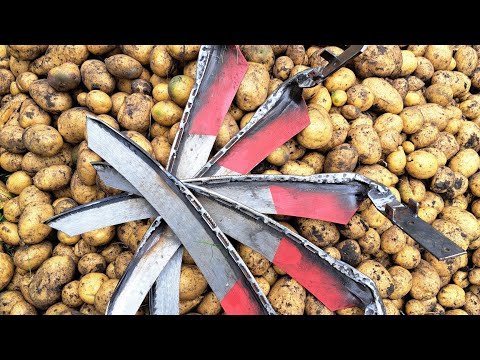 Видео: Картошку в пырей сажаю с плоскорезом.