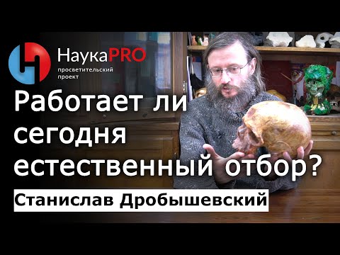 Видео: Работает ли естественный отбор сегодня? – Станислав Дробышевский | Лекции по антропологии | Научпоп