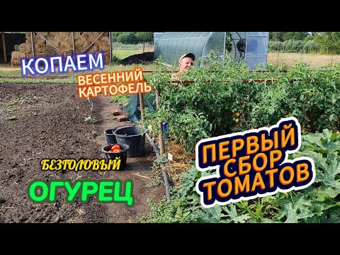 Видео: Копаем весенний картофель.Первый сбор томатов.Отсыхает точка роста на огурце.