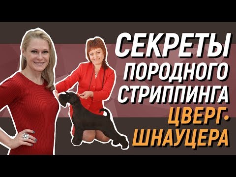 Видео: Секреты породного стриппинга цвергшнауцера