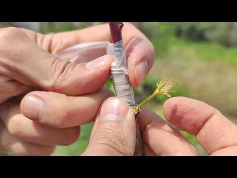 Видео: прививка персика к сливе осенью и весной на ветку, которая лучше