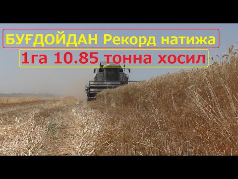 Видео: КУЗГИ БУҒДОЙ NS 40 S нави (Сербия) Тошкент вилояти, Оққўрғон тумани Батафсил +998993290080