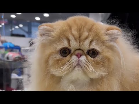 Видео: ВЫСТАВКА КОШЕК Москва. ВДНХ