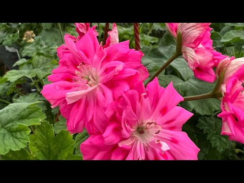 Видео: Бөлмө гүлү. Коллекционный Пеларгония гулдорубуздун,азыркы кышкы убактагы корунушу жана …