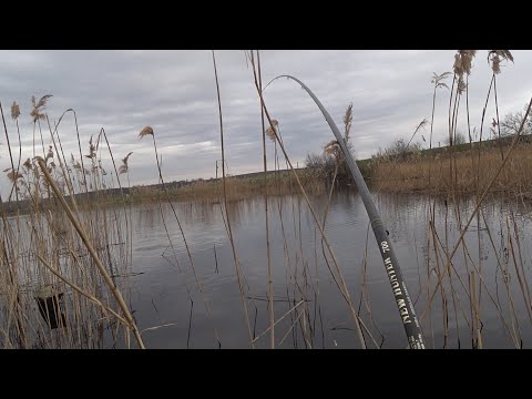 Видео: Клюнув монстр...