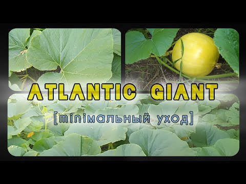 Видео: 🤠 15. Выращиваем Тыкву Атлантический Гигант с минимальным уходом [Atlantic Giant] 2024 г.