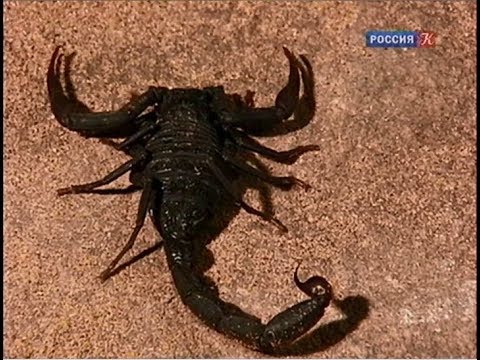 Видео: Скорпионы. Страсти по насекомым. Insectoria.