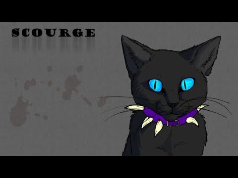 Видео: Коты Воители Бич - Малый повзрослел...(Заказ)