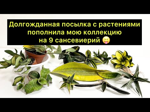 Видео: Долгожданная посылка с растениями пополнила мою коллекцию на 9 Сансевиерий 😝😝😝/ #сансевиерия