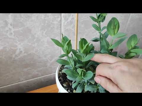 Видео: Эустома после обрезки ( что с ней стало?)