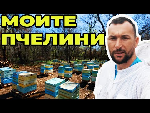 Видео: Пчелините са вече факт!