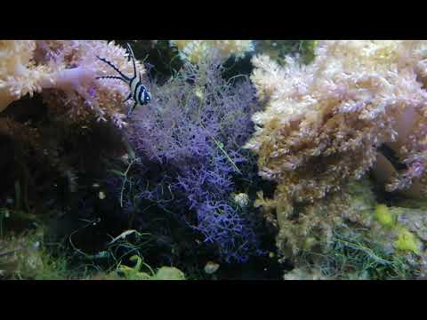 Видео: Водоросли в морском аквариуме. Виды, особенности.