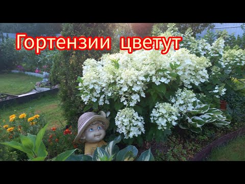 Видео: Гортензии цветут.Лобелия.2.08.25г.