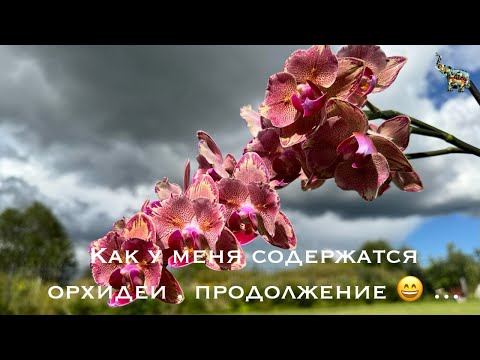 Видео: Условия содержания ОРХИДЕЙ дома для быстрого роста 👌🏻 часть 2 #phal #orchidflower #уходзаорхидеями