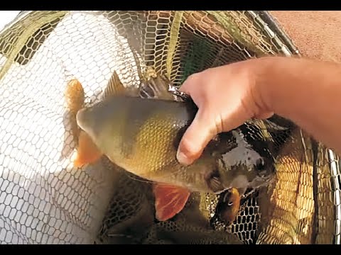 Видео: Рибалка на Хрінницькому водосховищі. Знайшли трофейного окуня!