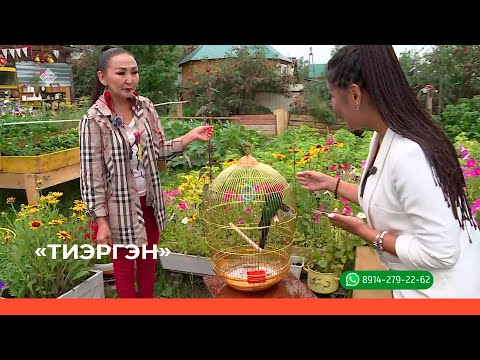 Видео: «Тиэргэн»  (16.08.23)