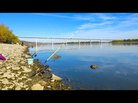 Видео: ТУТ ЛОВЯТ МЕШКАМИ!! САЗАНЫ, ЛЕЩИ, КАРАСИ - РЫБАЛКА ОСЕНЬЮ НА РЕКЕ