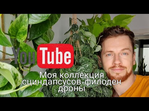 Видео: Моя полная коллекция сциндапсусов+филодендроны