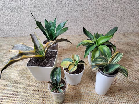 Видео: Сансевиерия Зимбабве порадовала и остальные