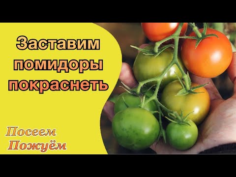 Видео: Заставим помидоры покраснеть. Посеем Пожуем