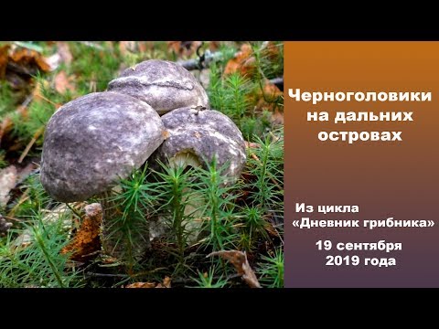 Видео: Черноголовики на дальних островах! Дневник грибника 19 сентября 2019 года