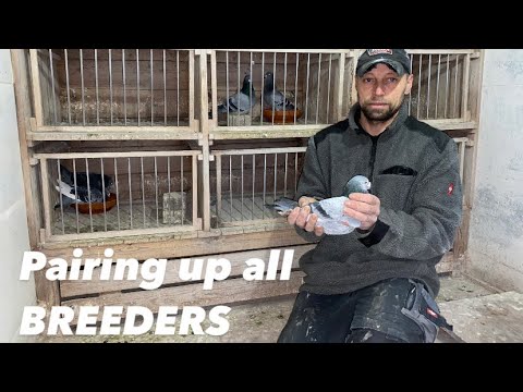 Видео: Объединение в пары всех голубей-производителей 2022 года