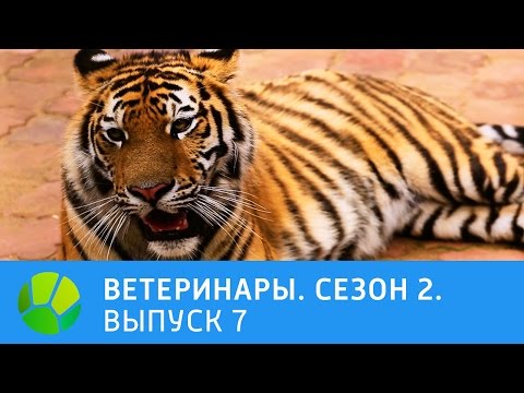Видео: Ветеринары. Совёнок, пинчер, котёнок, тигр и лев. 2 сезон | Живая Планета