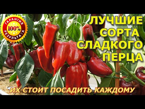 Видео: Урожайные сорта сладкого перца 2024