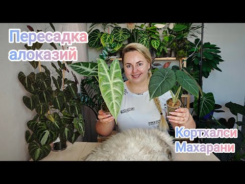 Видео: ПЕРЕСАЖИВАЮ алоказии КОРТХАЛСИ и МАХАРАНИ😍 Рассказываю об уходе от клубня до взрослого растения 😉