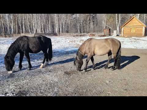 Видео: Жеребцы пришли знакомиться с Алмазом 21.10.25.