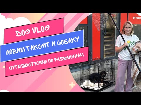 Видео: DOG VLOG: Ловим таксят и собаку. Путешествуем по развалинам.