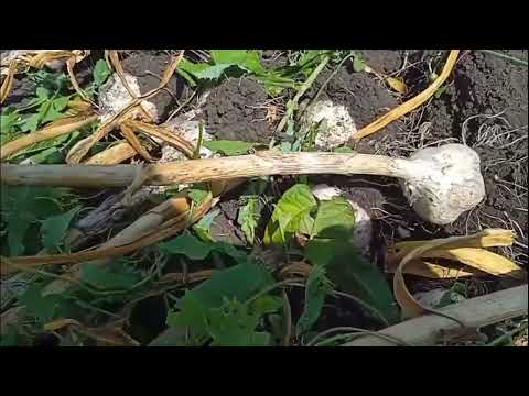 Видео: пора убирать чеснок