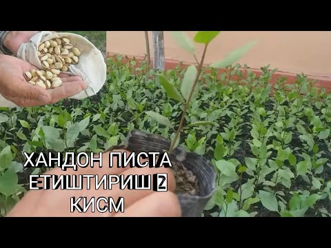 Видео: ХАНДОН ПИСТА 2 КИСМ  19-iyul, 2020