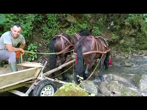 Видео: 💪Коні в роботі! 👍Продаж на вибір (є ціни) 0969603822