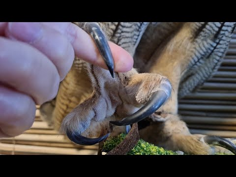 Видео: Сова наблюдает за Крышменом и не хочет показывать пяточки. Сплюшки сливаются с текстурами