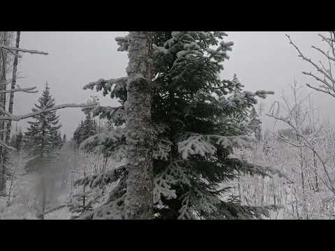 Видео: 4.12.2024 Охота с русской гончей, общими усилиями добыт.