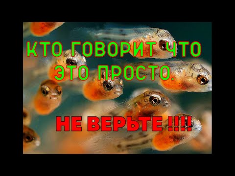 Видео: РАЗВОДИМ ДИСКУСОВ БЕЗ ПАРАЗИТОВ!!!