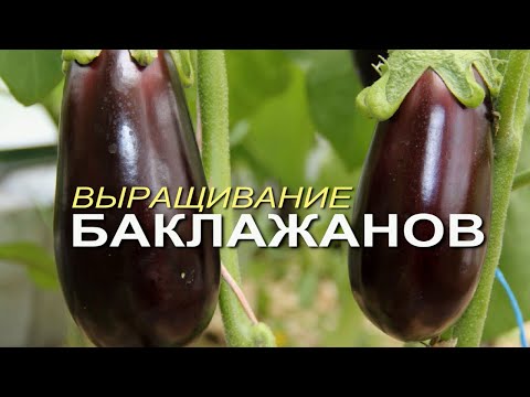 Видео: НЕСКОЛЬКО СОВЕТОВ при выращивании БАКЛАЖАНОВ! Советы от Зеленого Огорода!