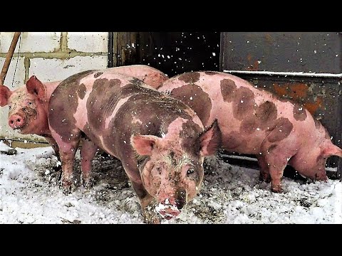 Видео: Свиней много ,Денег нет , Главное в штаны не наложить Жидкого.......