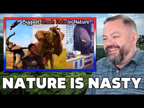 Видео: Самые масштабные аварии в мире животных РЕАКЦИЯ | ОФИСНЫЕ ПАРНИ РЕАКЦИЯ!!