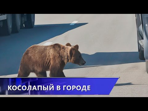 Видео: Косолапый в городе. В Витебске по улице бегал медвежонок (13.11.2025)