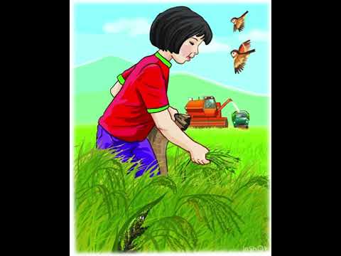 Видео: Күріш пен күрмек