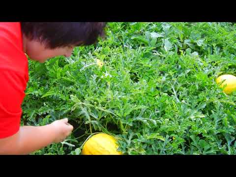 Видео: Как я определяю спелость арбуза на грядке,это самый работающий метод для меня