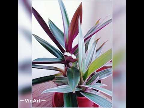 Видео: Reo Guli haqida 🌺🤗. Рео гули