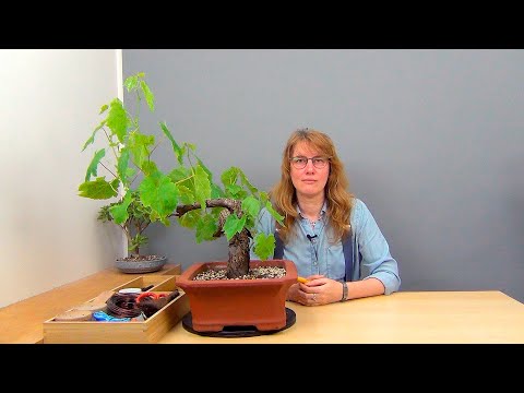 Видео: Бонсай из винограда (ч.3).