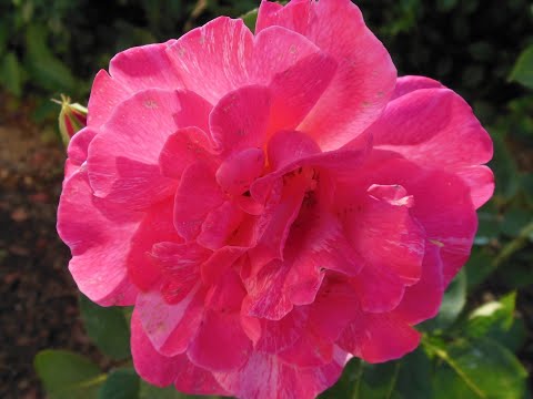 Видео: РОЗЫ.  Готовим к зиме