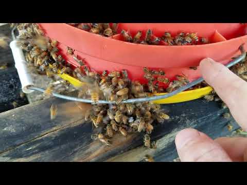 Видео: Лучший способ подкормить медоносных пчел во время засухи, чтобы предотвратить их воровство