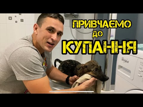 Видео: Як привчити собаку митися, та інші процедури