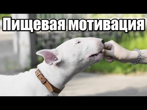 Видео: 105. Пищевая мотивация, голодная собака. Собака не берет корм из рук